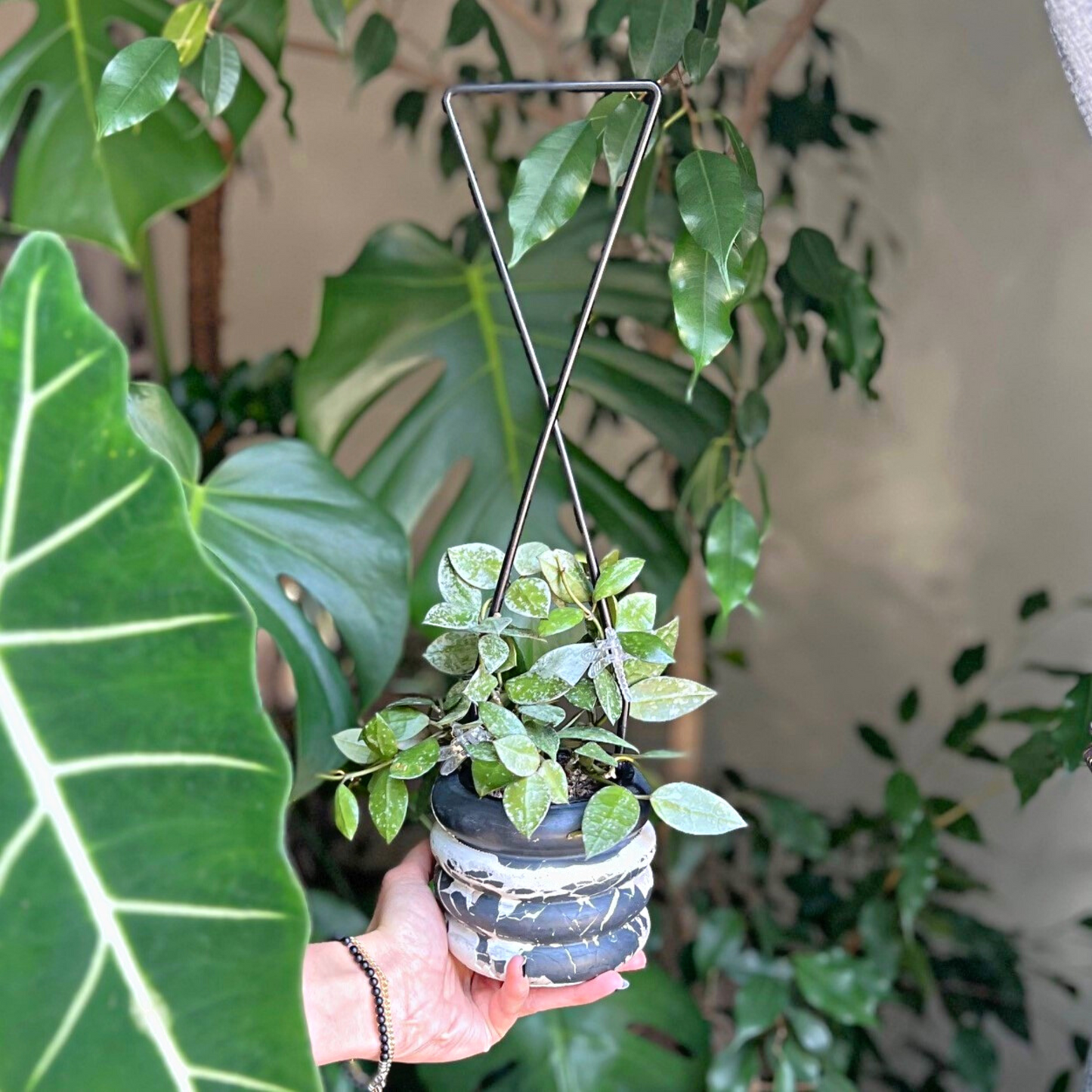 Adorned with a vining Hoya Krohniana Silver, the Surena Upside Down Triangle Trellis showcases its role as a black metal trellis for climbing plants. Designed for indoor greenery, this metal trellis provides robust support and adds a touch of elegance to your houseplant garden.