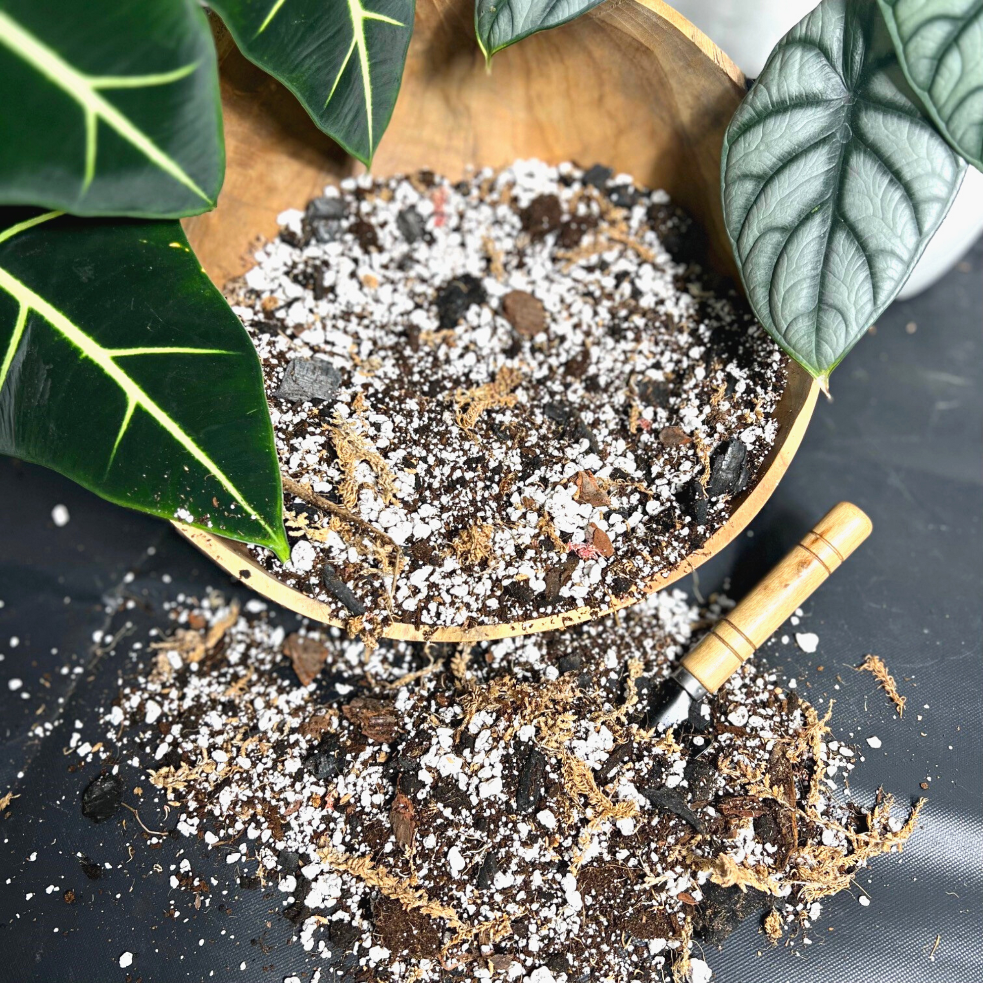 best potting mix for alocasia Alocasia Soil Mix