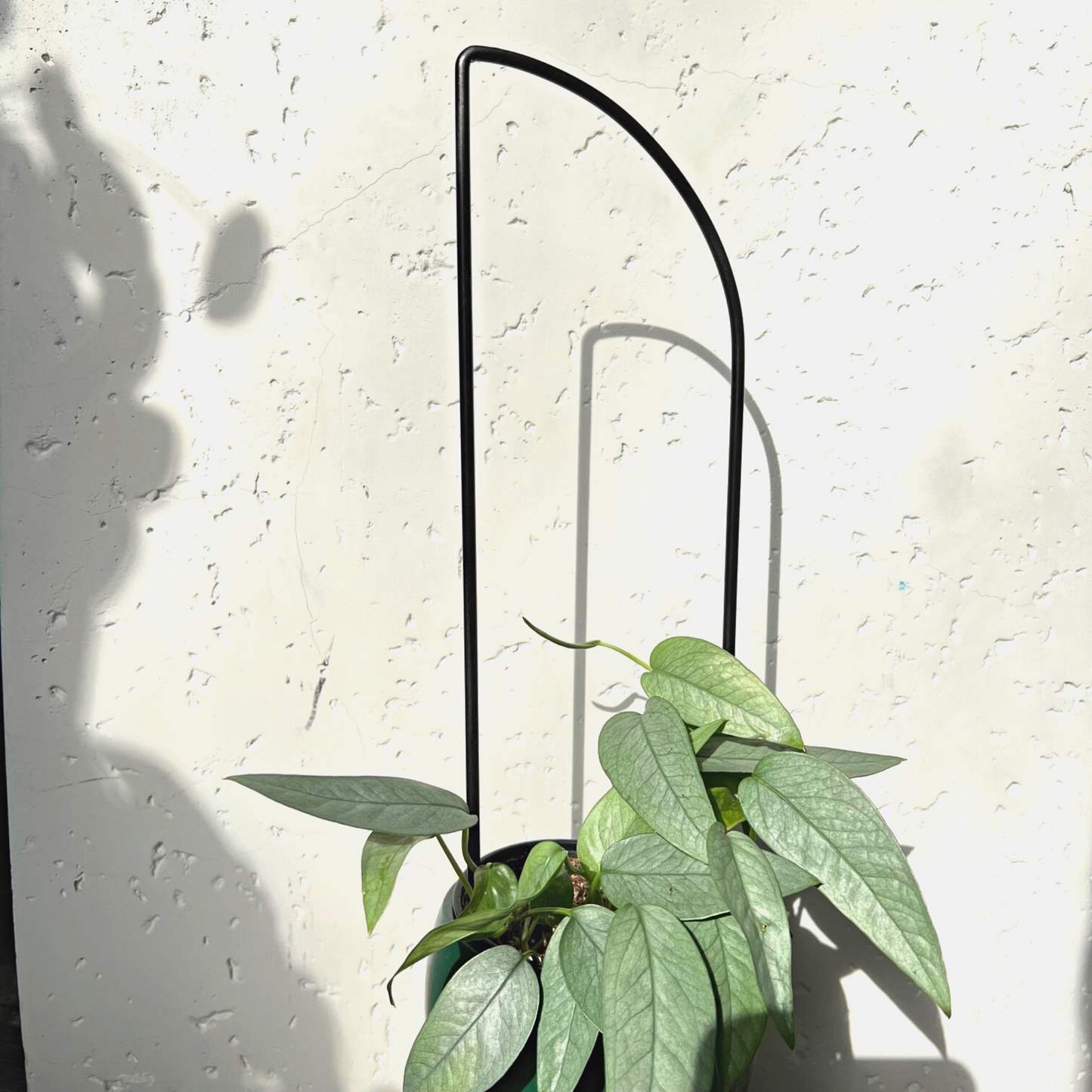A striking black metal trellis, Birdy's Plants Ava Semi-Arch Trellis, showcases a thriving Cebu Blue Pothos houseplant climbing gracefully. This house plant trellis provides robust support for climbers, enriching your houseplant garden with its elegant design and functionality.