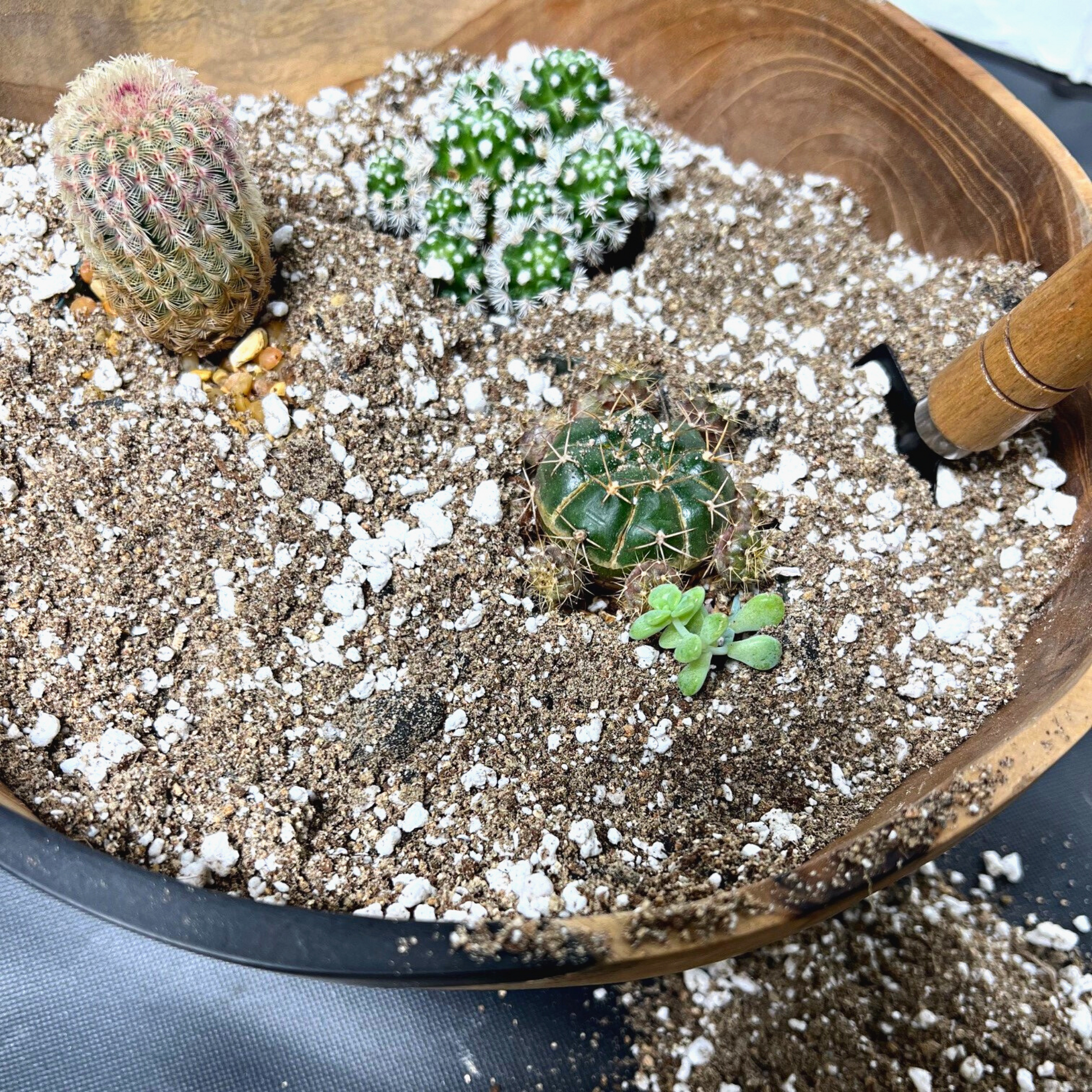 A Echinocereus Rigidissimus cactus and various other cacti in Birdy's Plants Premium Cactus + Succulent Soil Mix.