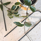 Birdy's Plants Celso Arch Trellis, a sophisticated black metal arch trellis, stands elegantly with a Hoya Crimson Krimson Princess houseplant beside it. This metal trellis for climbing plants provides sturdy support for indoor greenery, enhancing your houseplant garden with its versatile design.