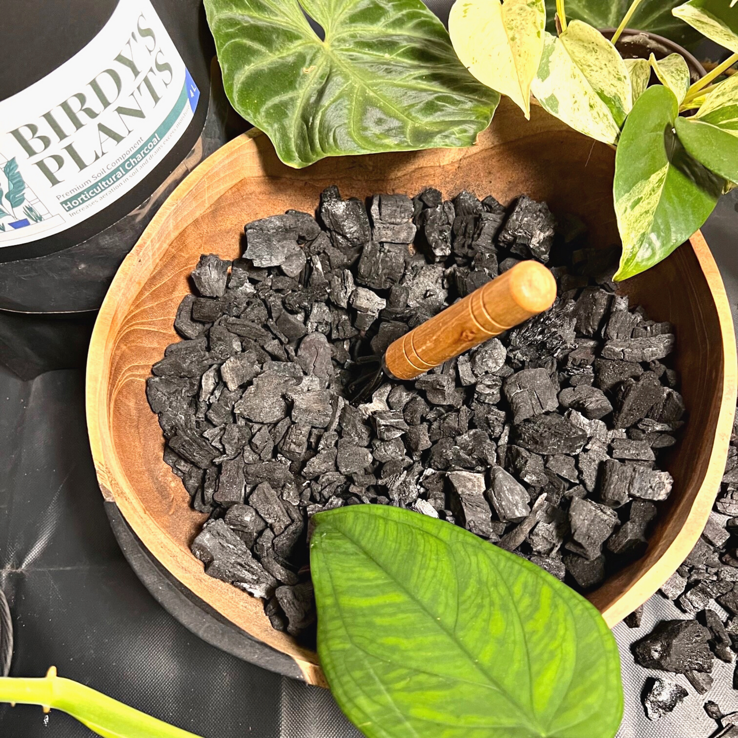 A pile of activated horticultural charcoal beside a Birdy's Plants 2L Horticultural Charcoal bag with a Philodendron Verrucosum plant, Marble Queen Pothos plant, and a Syngonium Chiapense plant in the background.