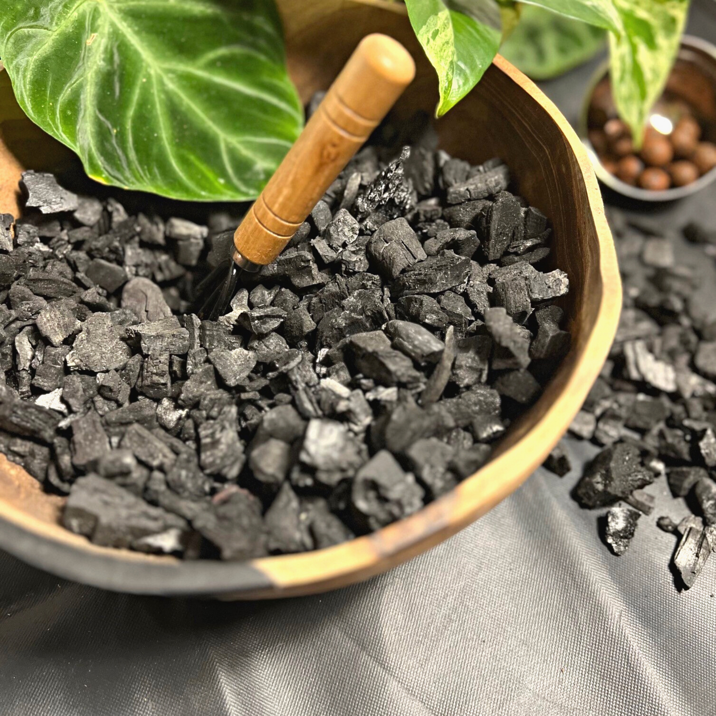 A pile of various sized activated horticultural charcoal bits with leca, a Philodendron Verrucosum plant, and a Marble Queen Pothos plant in the background. 