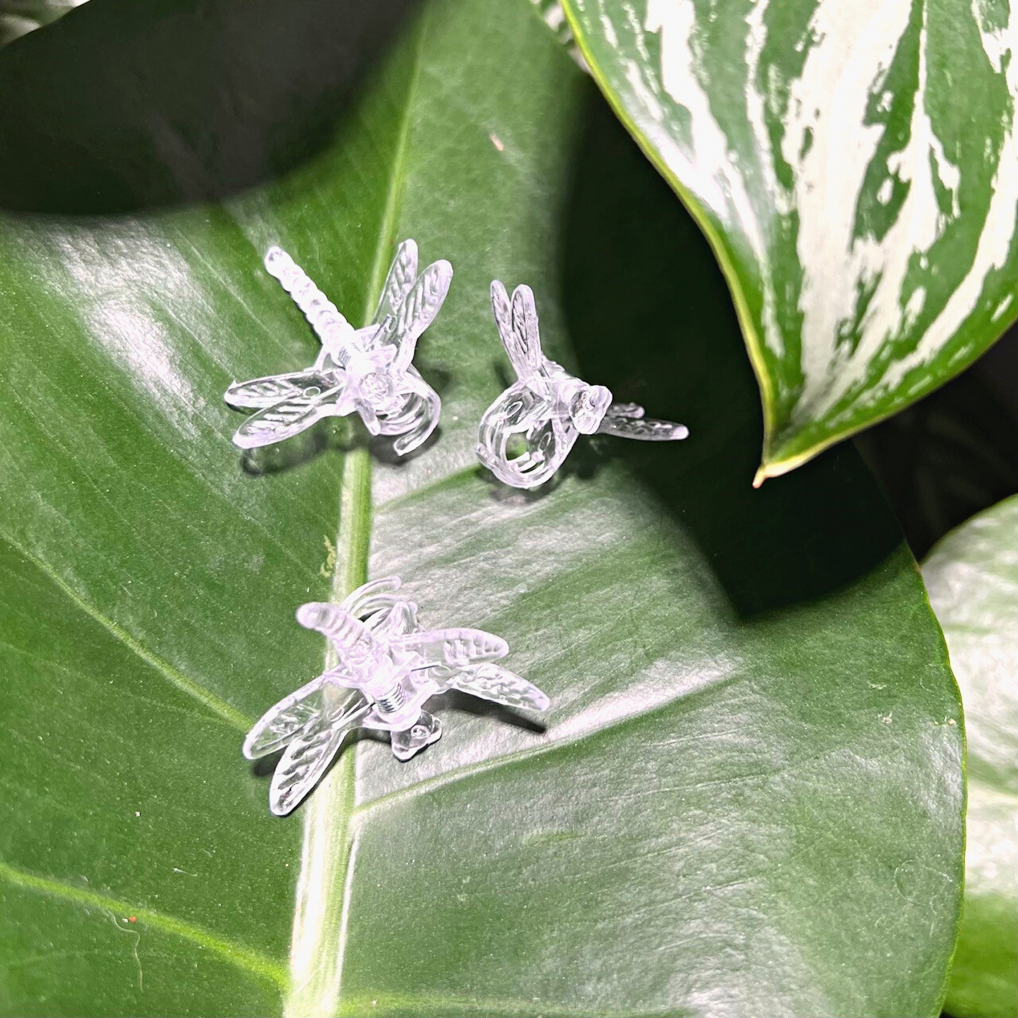 3 dragon fly clips on a monstera deliciosa leaf