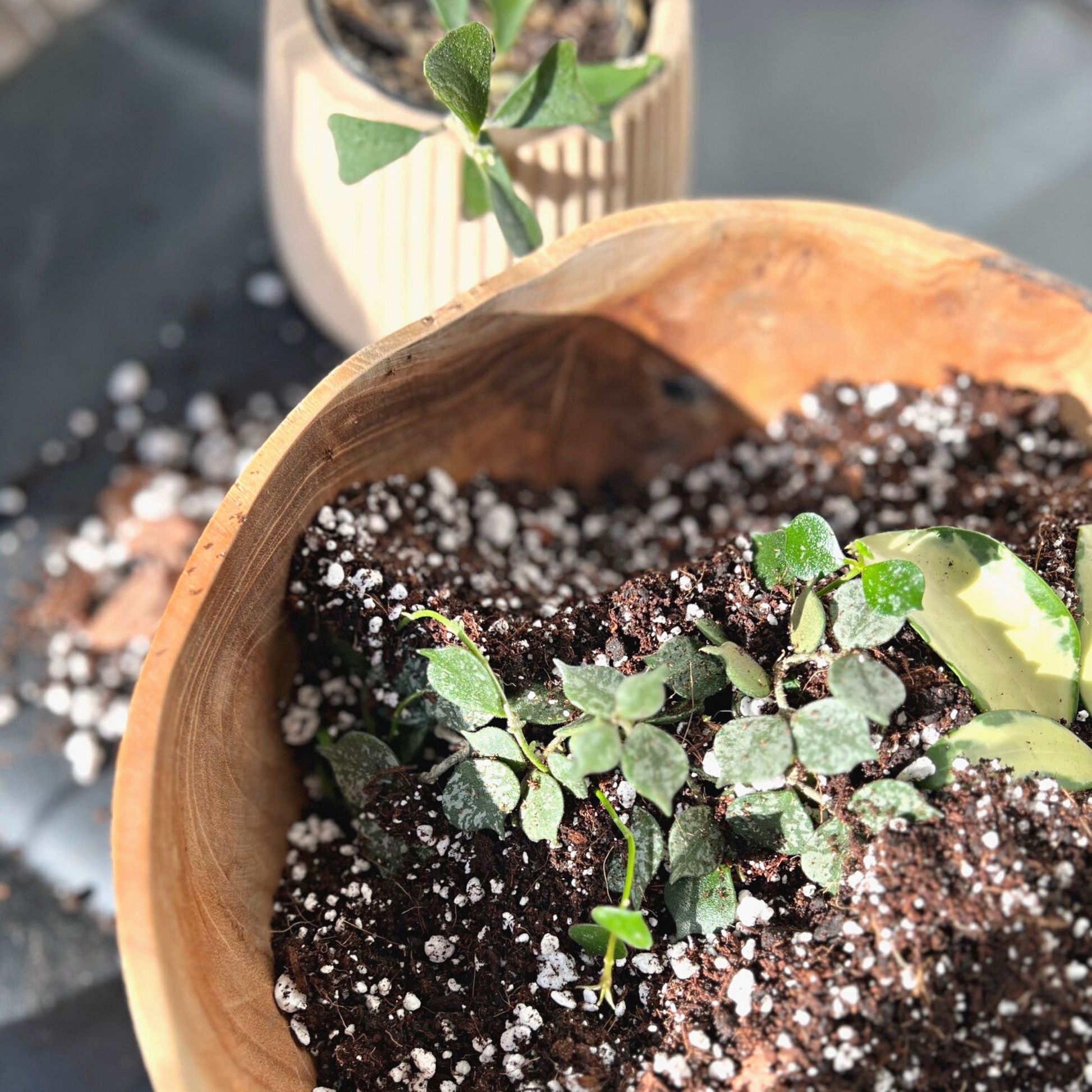 potting mix for hoya Hoya Soil Mix – BIRDY'S PLANTS