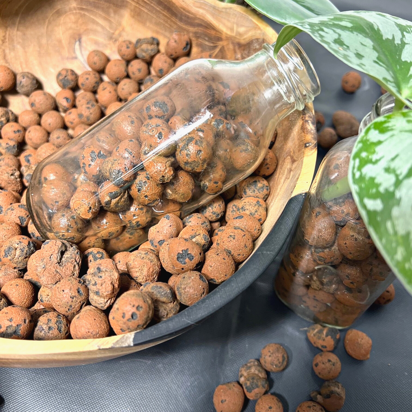 A pile of brown circular-shaped leca/clay balls and a glass bottle with Scindapsus Exotica plant cuttings filled with leca beside it. 