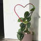 Entwined around the Malina Heart Trellis from Birdy's Plants is a flourishing Scindapsus Agyraeus houseplant, highlighting the adaptability of this delightful metal trellis. Tailored for indoor climbing plants, this red heart-shaped trellis combines decorative elegance with practical reinforcement for your indoor garden.
