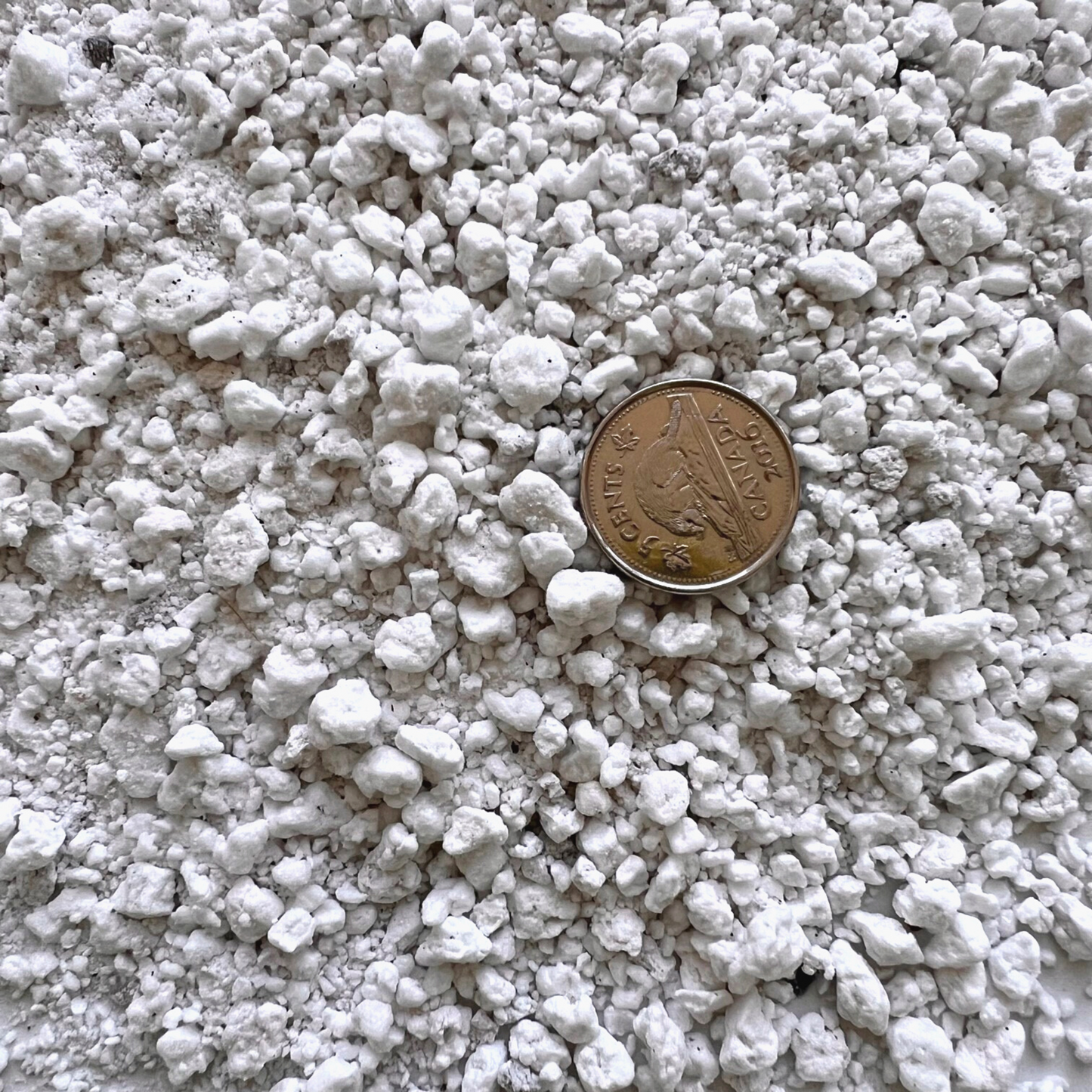 A large pile of coarse perlite beside a 5 cent coin to show it is a quarter of its size.