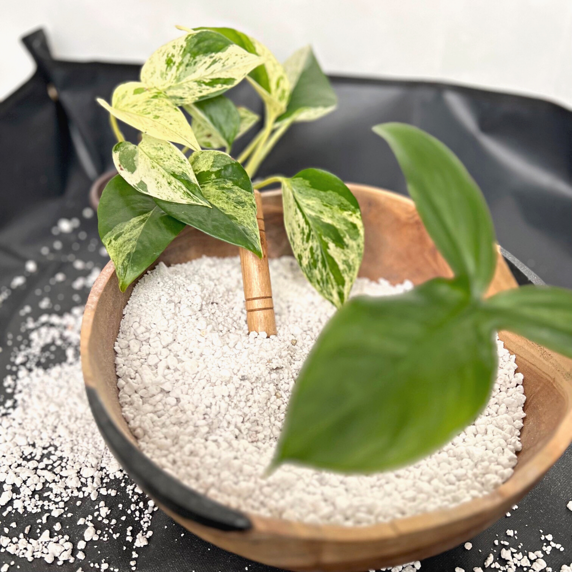 pothos perlite Coarse Perlite