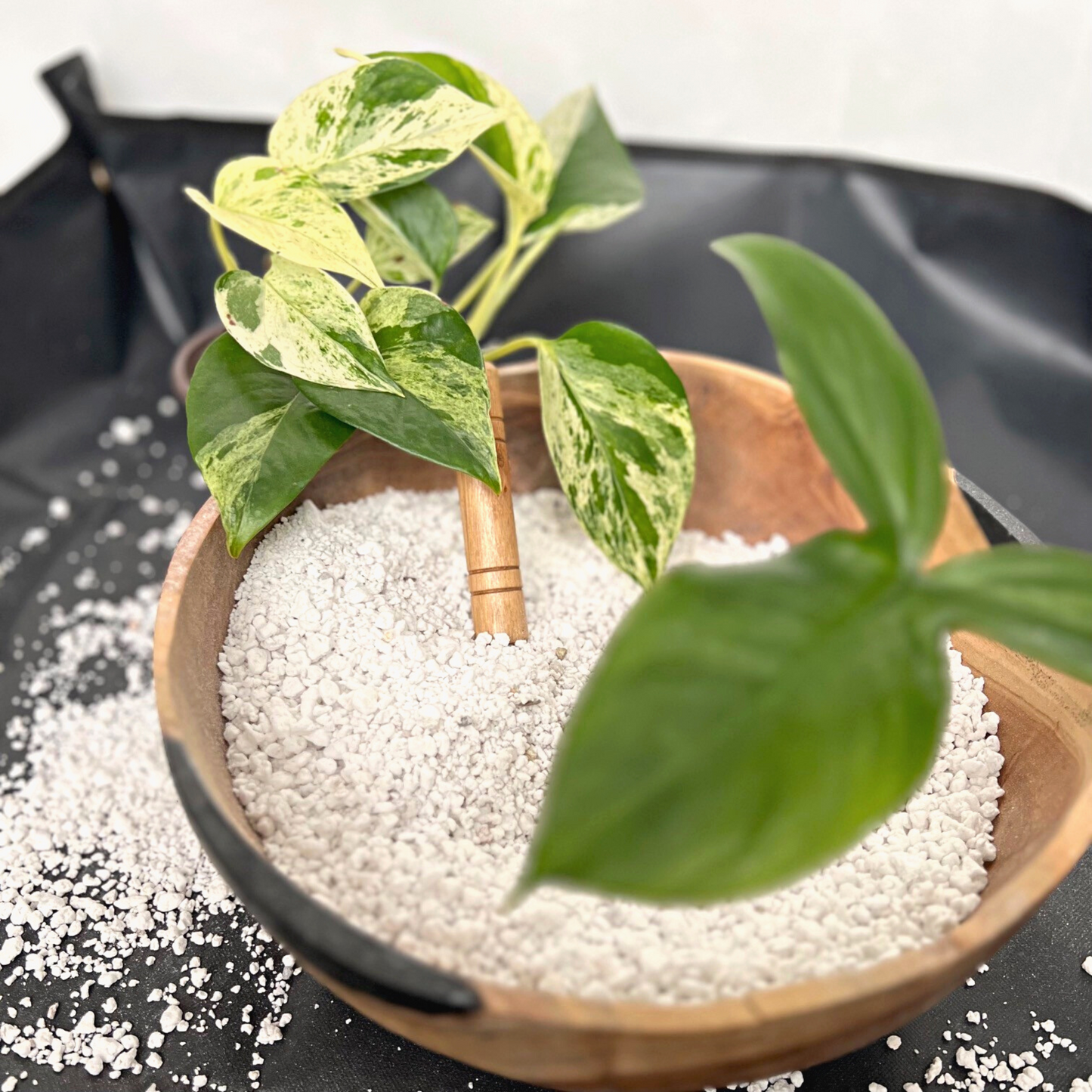 A Philodendron Camposportoanum plant and a Marble Queen Pothos plant in a pile of coarse perlite.