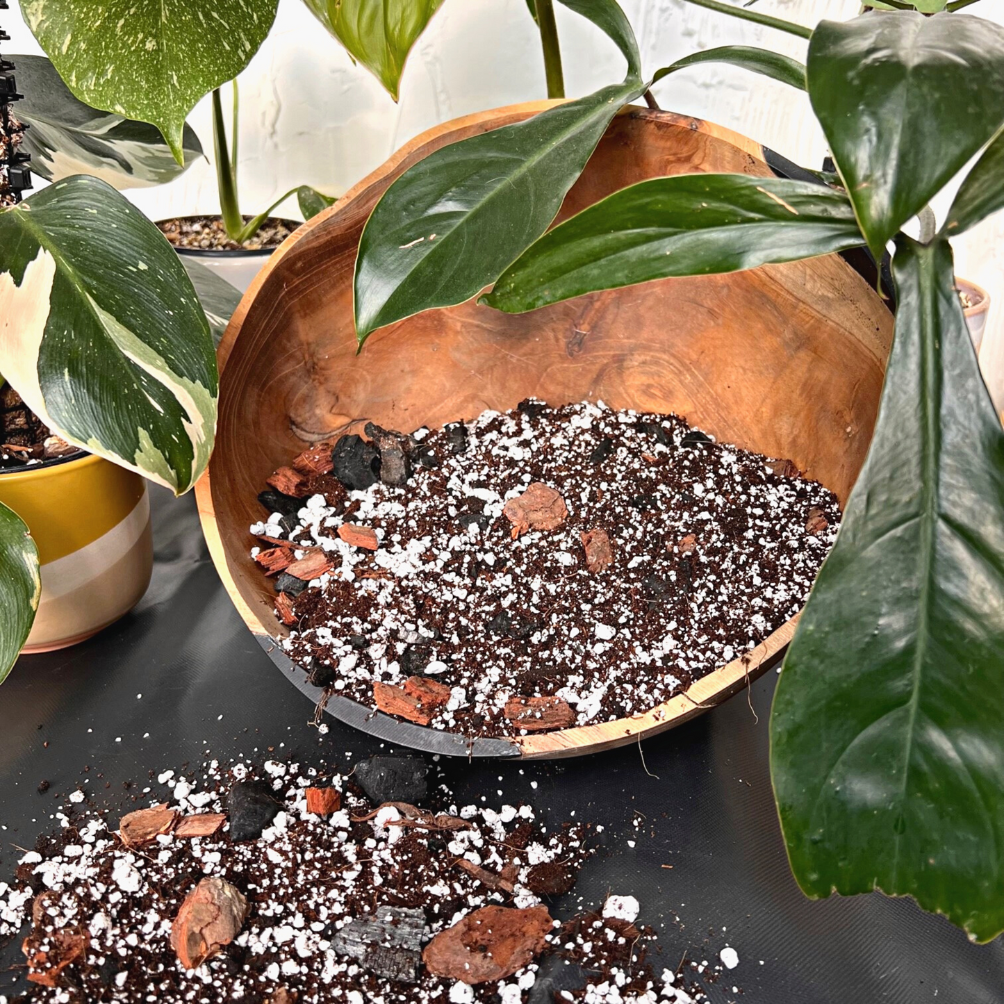 monstera deliciosa soil ph Philodendron + Monstera Soil Mix