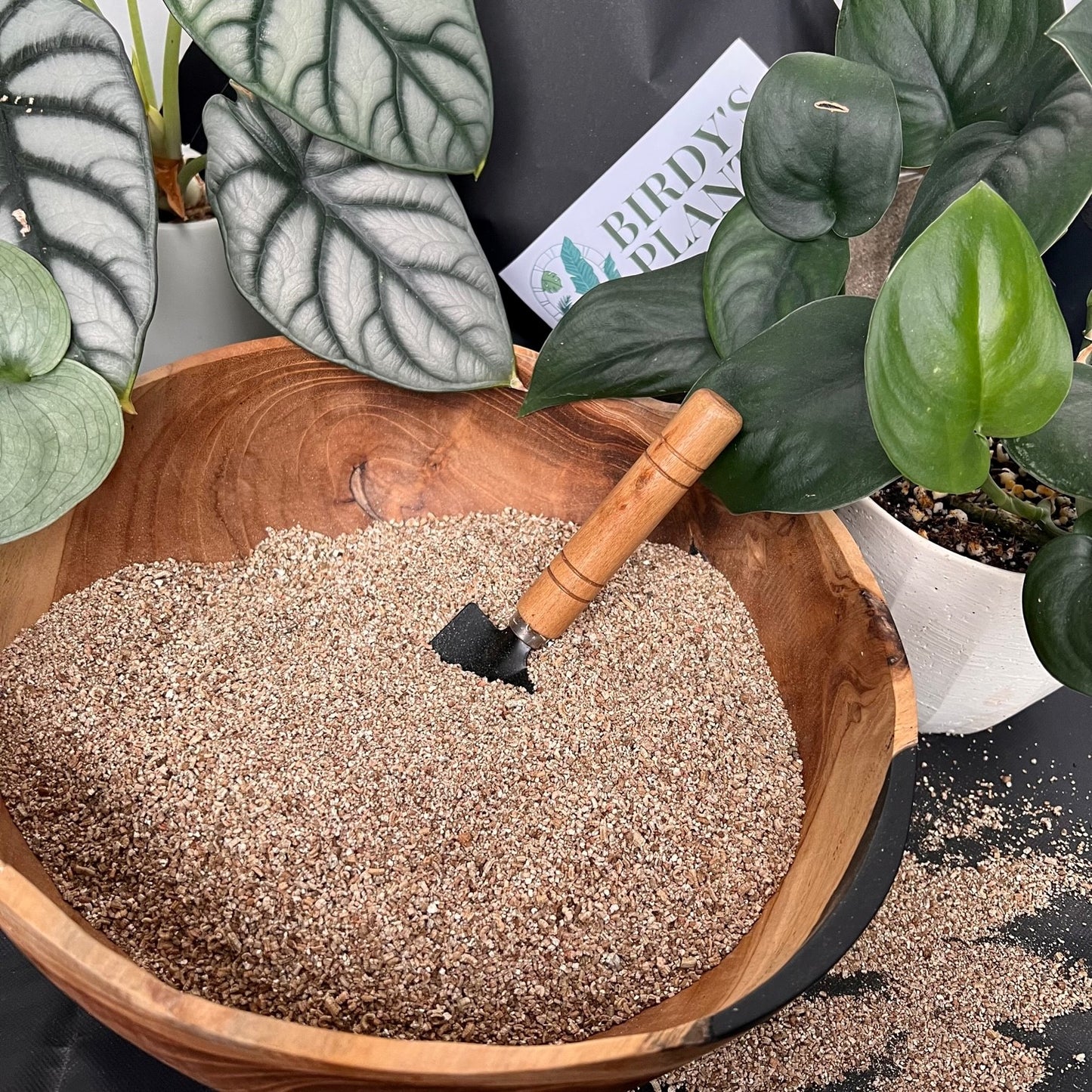A pile of vermiculite with a Alocasia Silver Dragon plant, Scindapsus Jade Satin plant, and a Scindpasus Silver Hero plant in the background. 